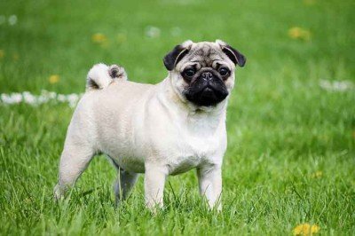 Existem quase 400 raças de cachorros pelo mundo, mas algumas são conhecidos por não latirem muito. Quer saber quais são? Confira a lista a seguir! -  (crédito: Imagem de Katrinbechtel por Pixabay)