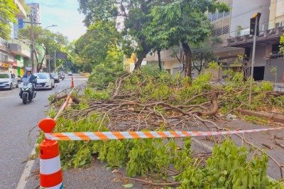 Na Av. Getúlio Vargas, vários galhos foram arrancados com o vento de ontem, interditando o trânsito em meia pista no sentido Savassi -  (crédito: Jair Amaral/EMD.A.Press)