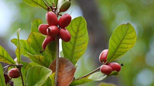 A fruta-do-milagre, ou cereja miraculosa, &eacute; a estrela por tr&aacute;s da transforma&ccedil;&atilde;o do paladar, capaz de ado&ccedil;ar o azedo -  (crédito: iStock)