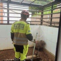 Capivara é vista caminhando na Savassi e é resgatada por bombeiros  - CBMMG/Divulgação