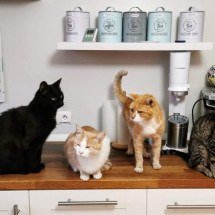 Conselho de Veterinária alerta para casos de esporotricose - Dietmar Ludmann/Unsplash