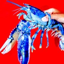 Raríssima lagosta azul é achada nos EUA - Matthew Modoono/Universidade Northeastern