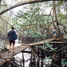 Floresta que anda no Equador: a metamorfose natural de Muisne - reprodução