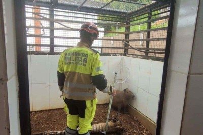 O animal foi localizado escondido no jardim de uma empresa - onde foi capturado -  (crédito: CBMMG/Divulgação)