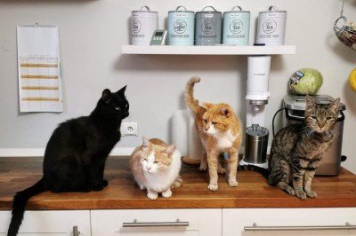 Estima-se que existam aproximadamente 1,26 milhões de gatos domésticos no país — cerca de 40% dos domicílios neozelandeses têm pelo menos um gato como pet. -  (crédito: Dietmar Ludmann/Unsplash)