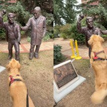 Golden retriever viraliza com mais uma das suas: raça é uma das mais queridas no Brasil - Instagram/itstheleos