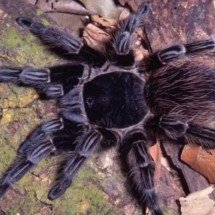 Espécie de aranha venenosa do Brasil pode ajudar na descoberta da cura do câncer - Divulgação Butantan