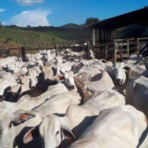 Menor oferta de animais pode gerar aumento do preço da carne em 2026 - Emater/Divulgação