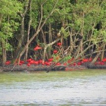 Guará-vermelho “dribla” extinção e volta a se reproduzir - Divulgação/Fernando Farias