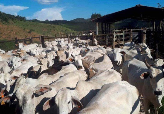 Menor oferta de animais pode gerar aumento do preço da carne em 2026