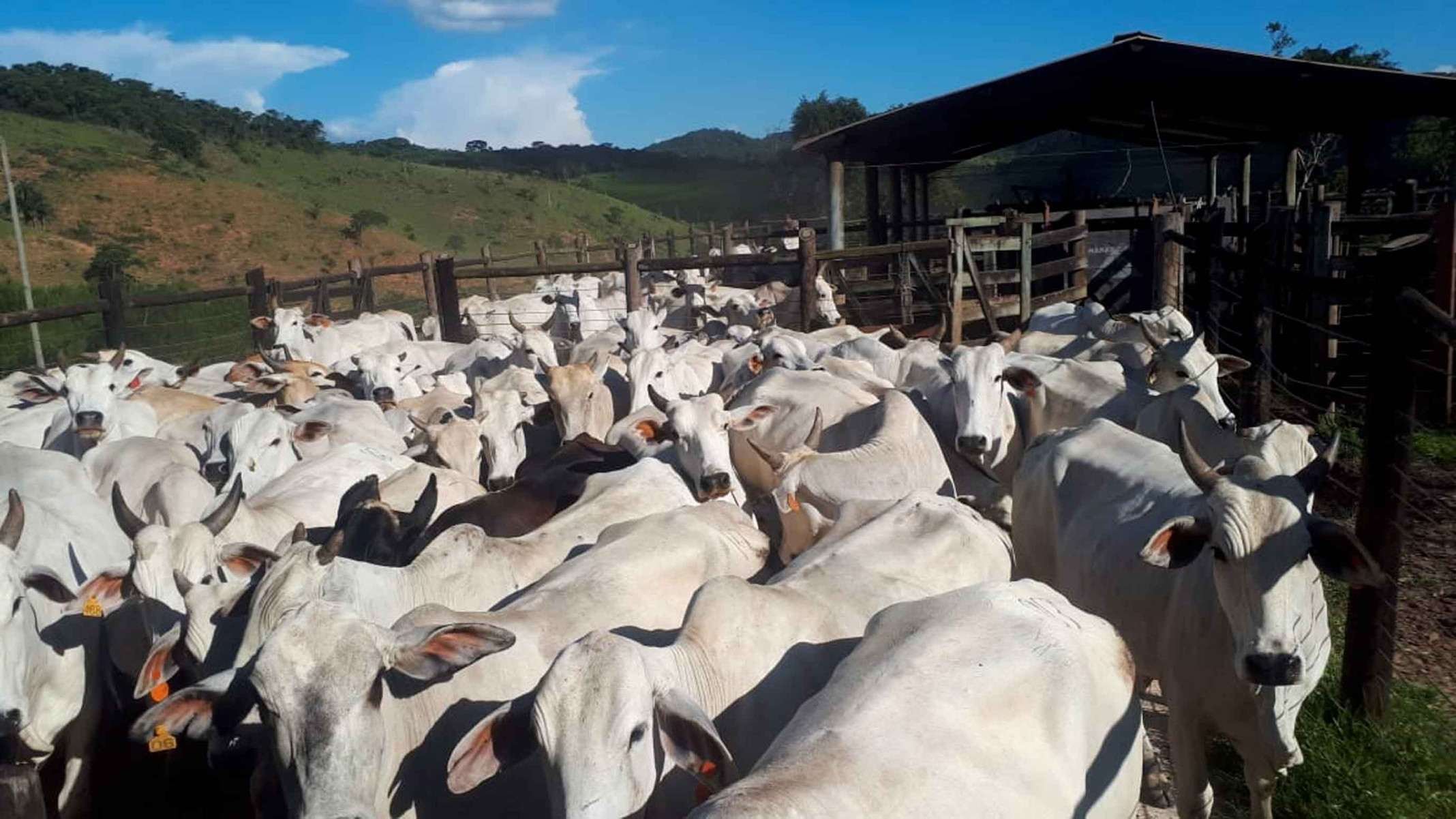 Preço da carne vai subir? Entenda o cenário para 2026