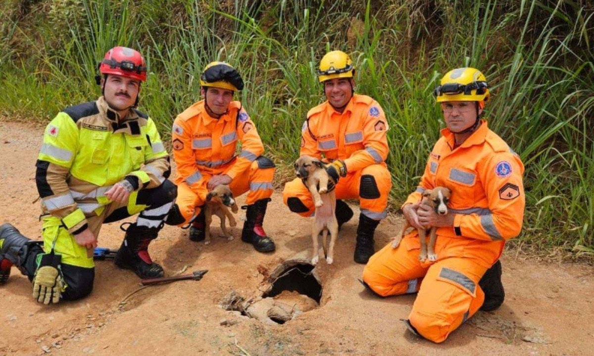 Os filhotes resgatados ser&atilde;o vermifugados, vacinados e disponibilizados para ado&ccedil;&atilde;o