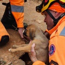Bombeiros resgatam três filhotes de cachorro presos em manilha no Sul de MG - Divulgação/Corpo de Bombeiros