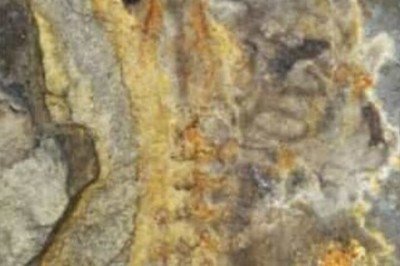 A identificação de um fóssil de girino (larva de anfíbios) na Argentina por parte de cientistas pode dar uma grande contribuição para o conhecimento sobre o desenvolvimento e evolução dos sapos.  
 -  (crédito: Reprodução)