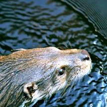 Argentina celebra volta de ariranha após 40 anos -  Imagem de Stefan Weiss por Pixabay