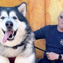 Histórias com cachorros gigantes viralizam na internet. Um deles tem até pato de estimação! - Reprodução/Redes Sociais