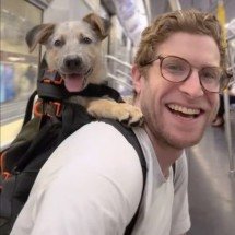 Influenciador leva cães de abrigo para passear por Nova York e aumenta número de doações - Reprodução/Instagram