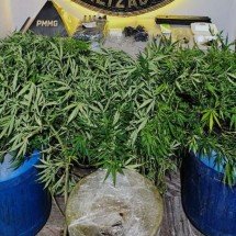 Polícia apreende pés de maconha em laboratório de drogas na Grande BH - PMMG/Divulgação