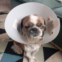 MG: cachorro tem córnea perfurada ao se assustar com fogos no réveillon  - Reprodução/Arquivo Pessoal