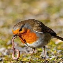 Aves urbanas mudaram de aparência durante a pandemia; entenda - Pixabay
