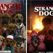 ‘Stranger dogs’: cães saem do Mundo Invertido em campanha de adoção - Redes sociais