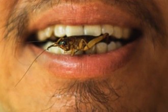 Insetos na comida: você teria coragem de provar essa iguaria?