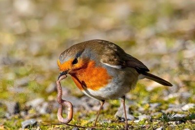 Um estudo publicado na Proceedings of the National Academy of Sciences revelou que a pandemia de Covid-19 influenciou no formato do bico de aves urbanas nos Estados Unidos. Pesquisadores observaram mudanças no junco de olhos escuros, espécie comum em cidades. -  (crédito: Pixabay)