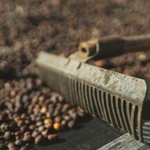 Cerrado mineiro confirma safra recorde de café em 2026 - C&eacute;sar Coni/ Pexels