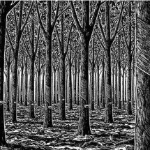 'A voragem': a selva e a loucura da borracha ganha reedição no Brasil - Estado de Minas