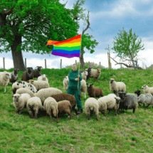 Ovelhas gays inspiram coleção de moda e viram símbolo LGBTQIA+ - Rainbow Wool / reprodução