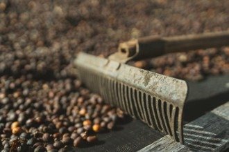 Cerrado mineiro confirma safra recorde de café em 2026