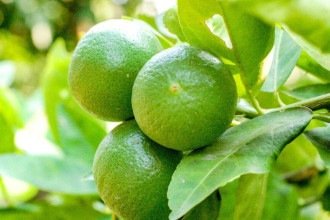 Pouco espaço? Veja qual é a menor árvore frutífera e como cultivá-la na varanda