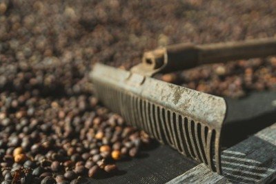 O processo de secagem dos gr&atilde;os, fundamental para a qualidade do caf&eacute;, fica comprometido com a ocorr&ecirc;ncia de chuvas -  (crédito: C&eacute;sar Coni/ Pexels)