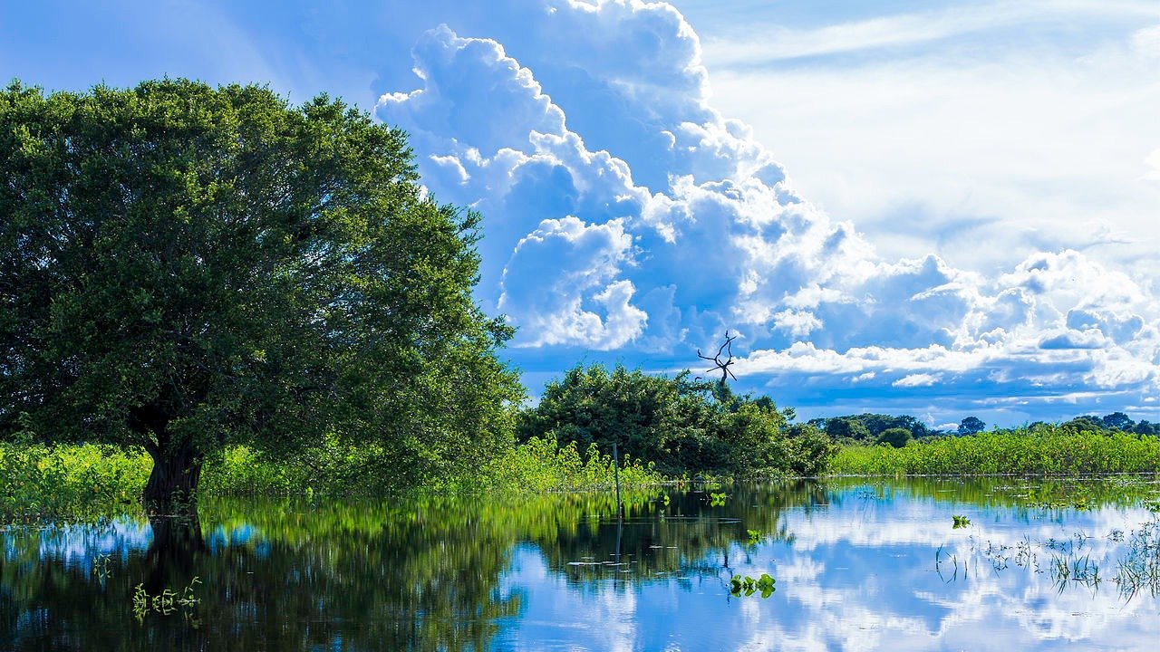 A rota do Pantanal: como planejar uma viagem inesquecível pela região - Filipefrazao/ Freepik