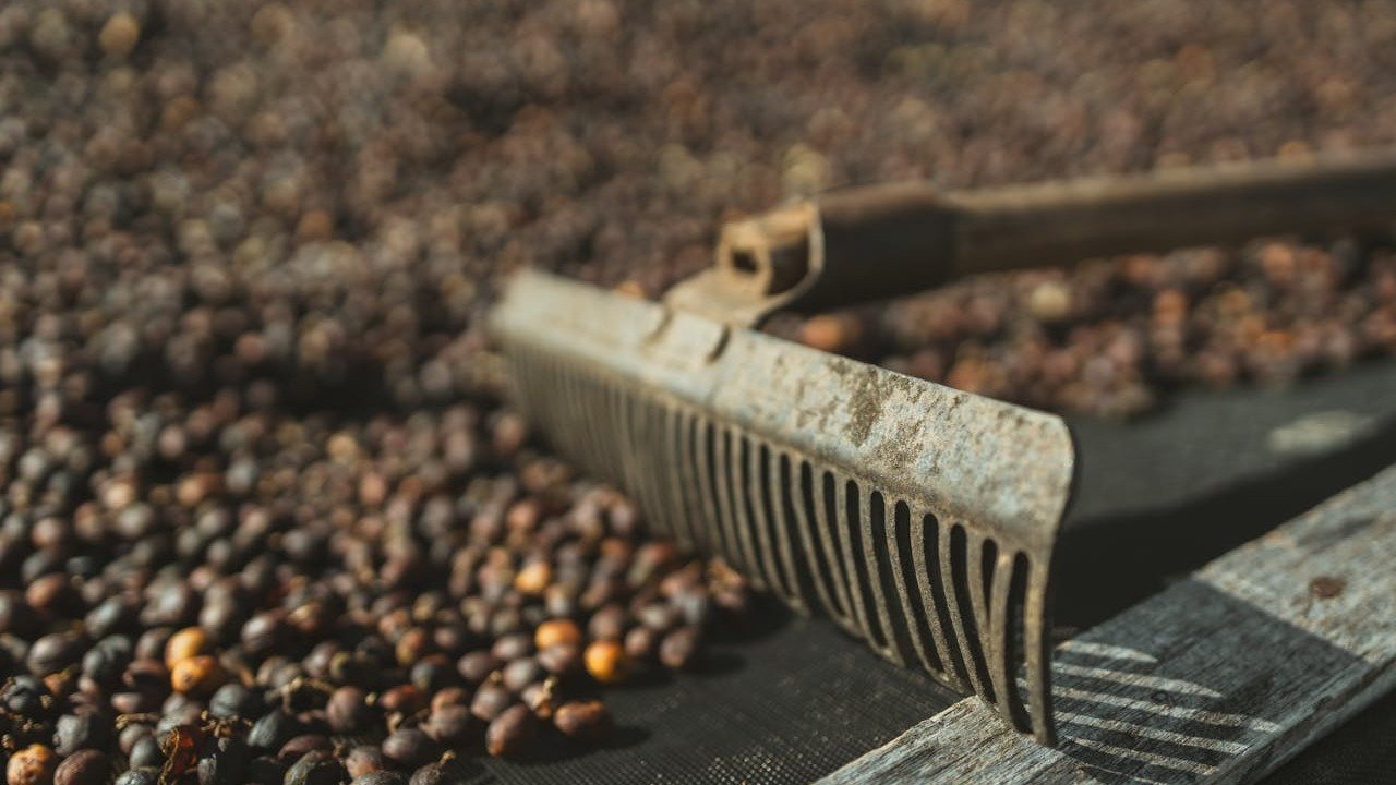 O melhor café do Brasil é de Minas? Conheça as regiões produtoras - C&eacute;sar Coni/ Pexels