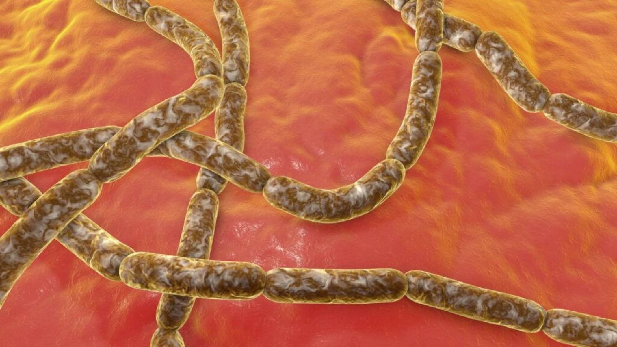 Anvisa proíbe venda de fórmulas infantis por risco de contaminação - Portal Giro 10