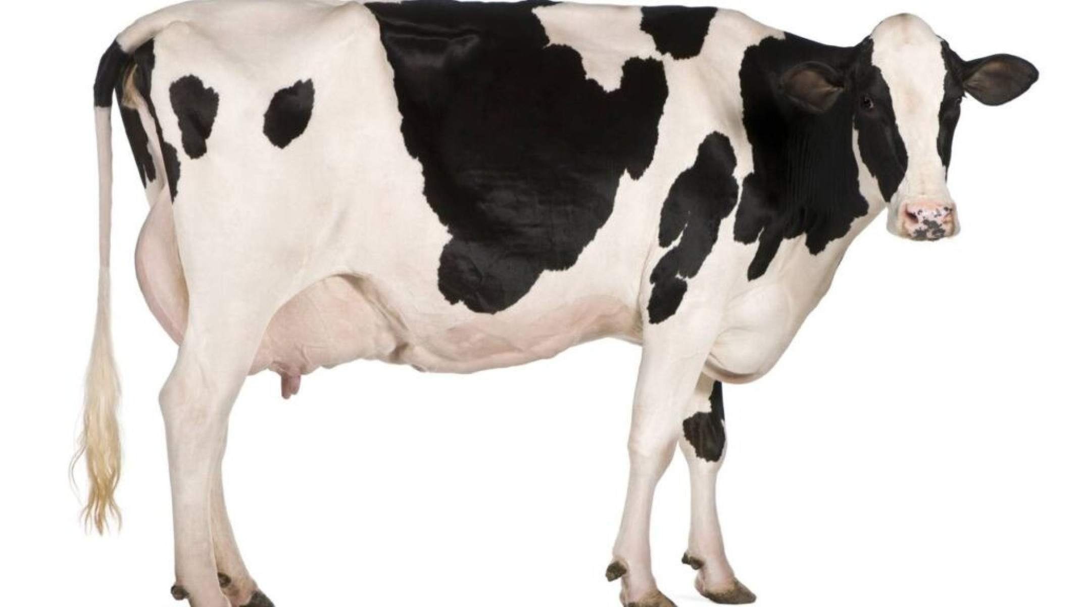 Do gado às fábricas: Descubra os três maiores poluentes do planeta - Portal Giro 10