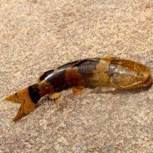 Espécie rara de peixe “escala” cachoeira e impressiona os pesquisadores -  Reprodução de Facebook