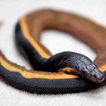 Veneno dessa serpente é capaz de matar 100 homens com uma única dose - Museu de História Natural do Condado de Los Angeles