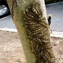 Lagartas usam defesa coletiva para ludibriar predadores no litoral paulista