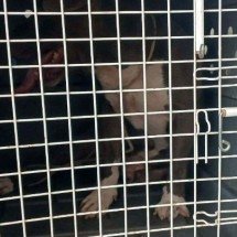 Pitbull ataca criança de três anos na boca  - Corpo de Bombeiros/Reprodução
