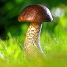 Cientistas desenvolvem fungo mais nutritivo e eficiente que a carne - Pixabay