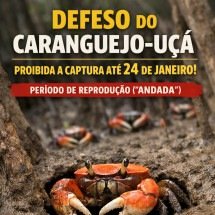 Defeso do caranguejo-uçá proíbe captura; entenda o período - Imagem gerada por i.a