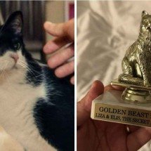 Gata de ‘O Agente Secreto’ vence prêmio inusitado em festival de Nova York - Reprodução / rede sociais