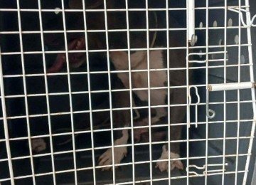 Animal foi capturado pelos bombeiros e encaminhado para a Clínica Municipal de Manhuaçu -  (crédito: Corpo de Bombeiros/Reprodução)