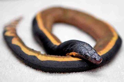 Um dos animais mais venenosos do mundo, a cobra-do-mar-pelágio (Hydrophis platurus) é uma serpente marinha, de barriga amarela, que pode medir até 90 centímetros e matar até cem homens adultos com uma única dose. Contudo, elas evitam praias, águas rasas e contato com humanos. -  (crédito: Museu de História Natural do Condado de Los Angeles)