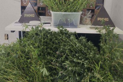 A grande quantidade de pés de maconha foi achada em meio a um sistema robusto de cultivo -  (crédito: Divulgação/Polícia Militar)