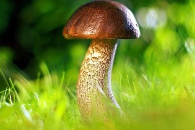 Pesquisadores chineses deram um passo importante na alimentação sustentável ao desenvolver um cogumelo comestível geneticamente otimizado, capaz de produzir muito mais proteína usando menos recursos. -  (crédito: Pixabay)