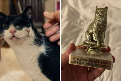 Gata que interpreta Liza e Elis em 'O agente secreto' ganhou o Oscar dos animais -  (crédito: Reprodução / rede sociais)