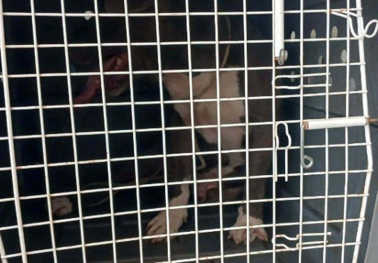 Corpo de Bombeiros/Reprodução